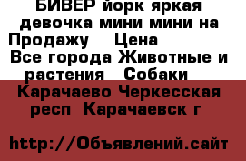 БИВЕР йорк яркая девочка мини мини на Продажу! › Цена ­ 45 000 - Все города Животные и растения » Собаки   . Карачаево-Черкесская респ.,Карачаевск г.